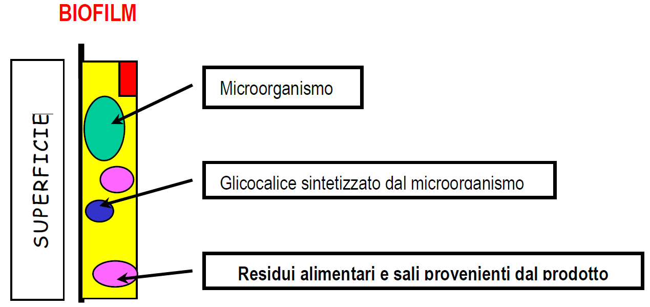 biofilm